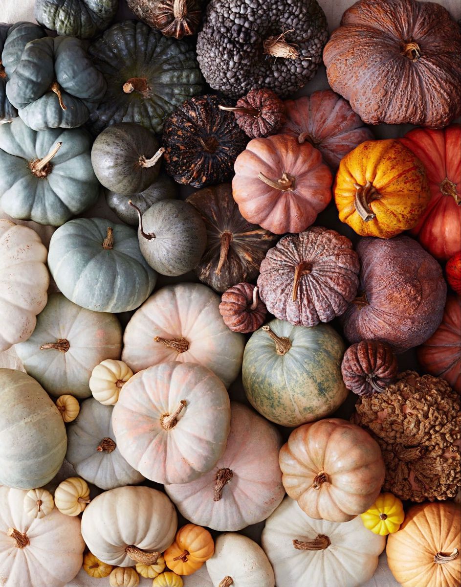 Heirloom Pumpkins