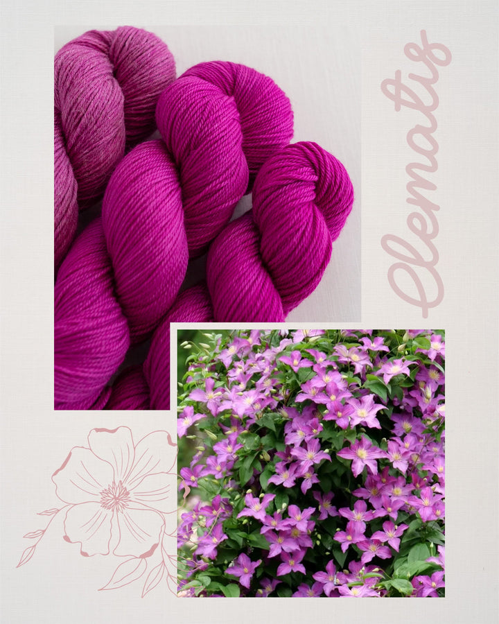 Clematis